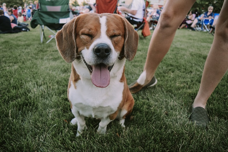a beagle sits in the grass at the park with its eyes closed and tongue out