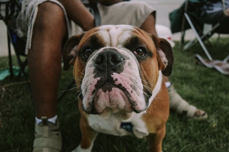 A white, brown and black bulldog sits in the park