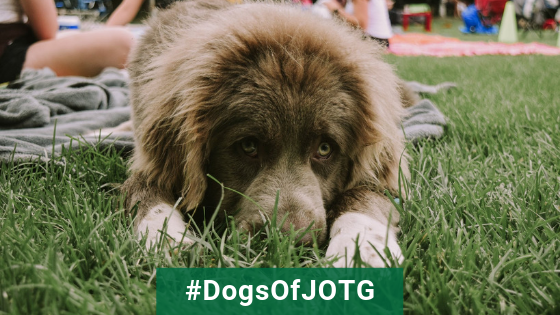 dogs of jotg blog