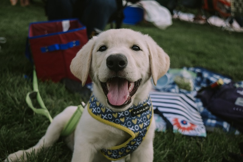 Yellow lab puppy sits in the grass at the park