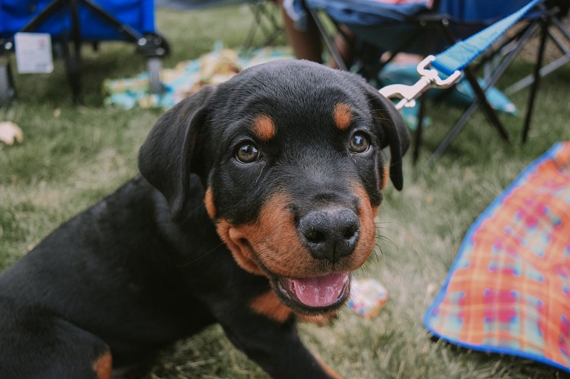 A rotweiller puppy sits in the grass.