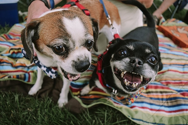 second-generation-puggles